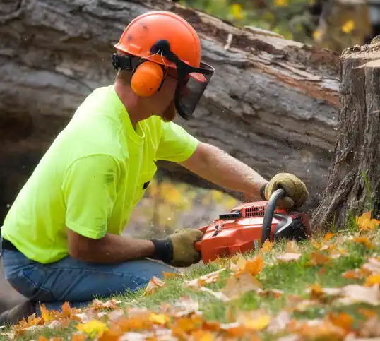 tree services Start